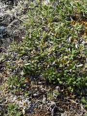 Dryas ajanensis
