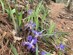Iris verna