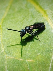 Lasioglossum