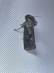 Acrolophus propinqua