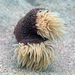 Wandering Sea Anemone - Photo (c) Andy MacDonald, some rights reserved (CC BY-NC), uploaded by Andy MacDonald