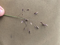 Poa arctica