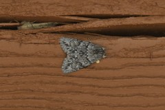 Andropolia
