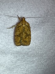Agonopterix robiniella