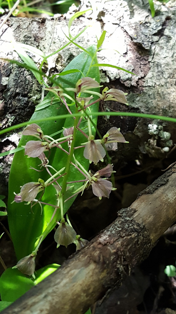 Liparis liliifolia
