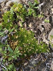 Stellaria dicranoides