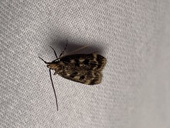 Martyringa latipennis