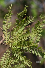 Dalbergia pseudobaronii image