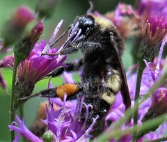 Bombus pensylvanicus image