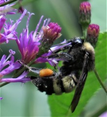 Bombus pensylvanicus image