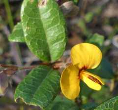 Platylobium parviflorum