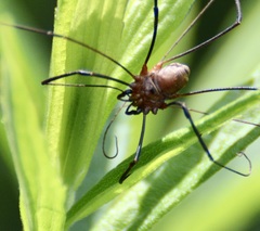 Leiobunum calcar