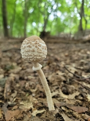 Amanita chrysoblema