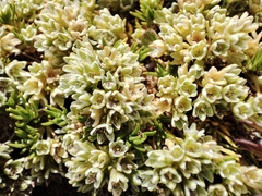 Scleranthus perennis