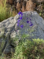 Delphinium scopulorum