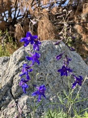 Delphinium scopulorum