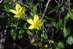 Haplophyton crooksii
