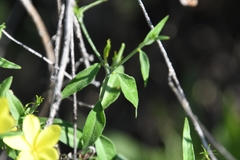 Haplophyton crooksii
