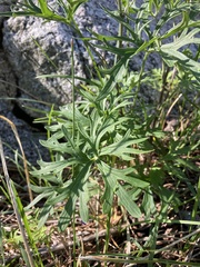 Delphinium scopulorum