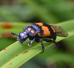 Nicrophorus hebes
