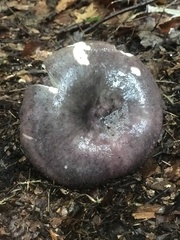 Russula vinacea