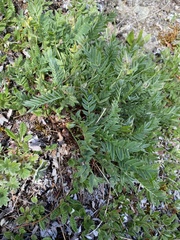 Oxytropis maydelliana