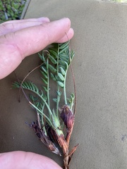 Oxytropis maydelliana