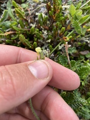 Oxytropis maydelliana