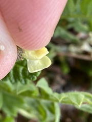 Oxytropis maydelliana