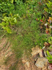 Symphyotrichum depauperatum