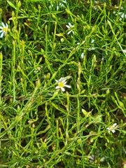 Symphyotrichum depauperatum