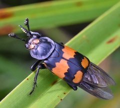 Nicrophorus hebes