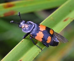 Nicrophorus hebes