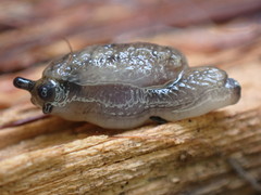 Hemphillia camelus