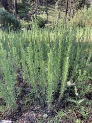 Artemisia carruthii wrightii