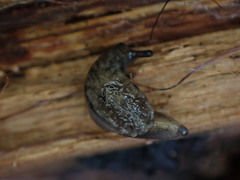 Hemphillia camelus