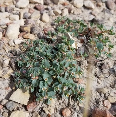 Euphorbia jejuna