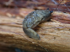 Hemphillia camelus