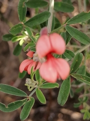 Indigofera candicans
