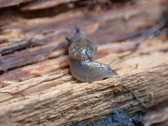 Hemphillia camelus