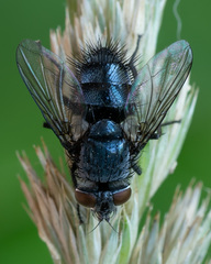 Epicampocera succincta