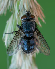 Epicampocera succincta