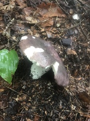 Russula vinacea