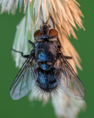 Epicampocera succincta