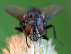 Epicampocera succincta