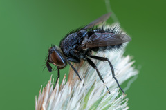 Epicampocera succincta