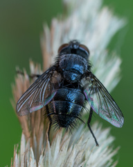 Epicampocera succincta