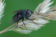 Epicampocera succincta