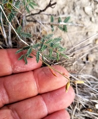 Hoffmannseggia drepanocarpa