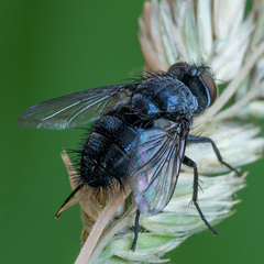 Epicampocera succincta